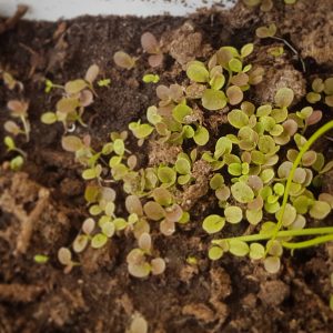 För två veckor sedan såg det ut så här